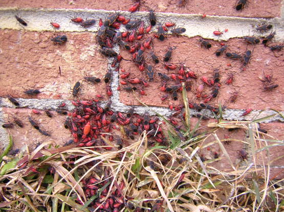 Box Elder Bugs pest control and extermination services in Peterborough