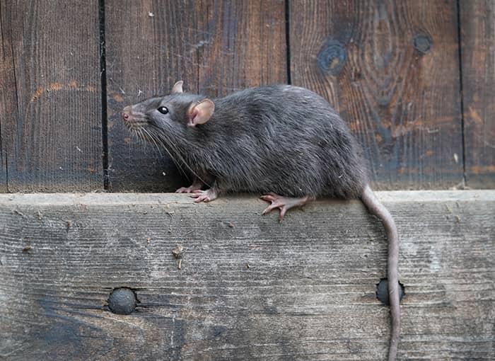 Rats pest control and extermination services in Peterborough