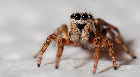 Spiders pest control and extermination services in Peterborough